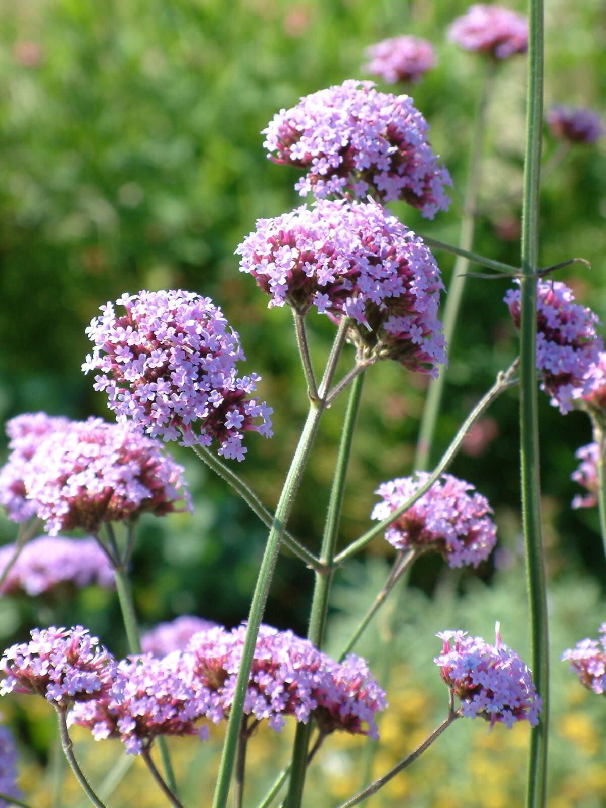G1136 Verbena Bonariensis 15 17d32a94 363d 48f4 Abe4 A5018e2a1124 from www redcrocus com