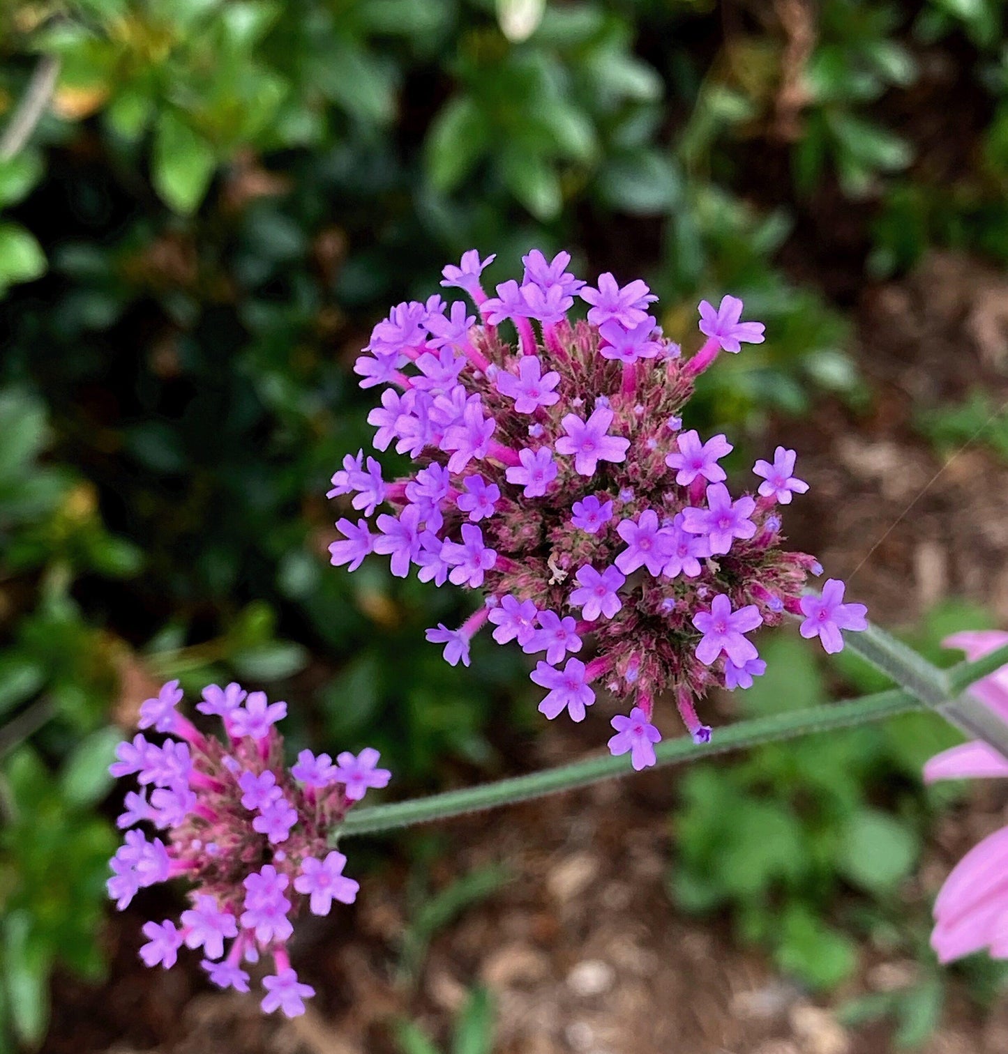G1136 Verbena Bonariensis 16 D476028a 697a 44ef 97e4 F54ac7ad2847 from www redcrocus com