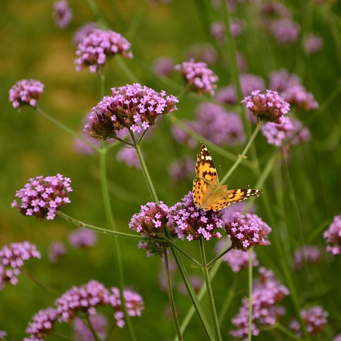 G1136 Verbena Bonariensis 17 2ccc4bb9 00a7 4c3c Ae45 68c0caf3fe0f from www redcrocus com