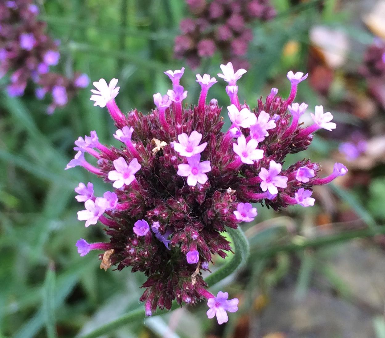 G1136 Verbena Bonariensis 18 85bb04f0 C4b3 444b 9410 40a414357859 from www redcrocus com