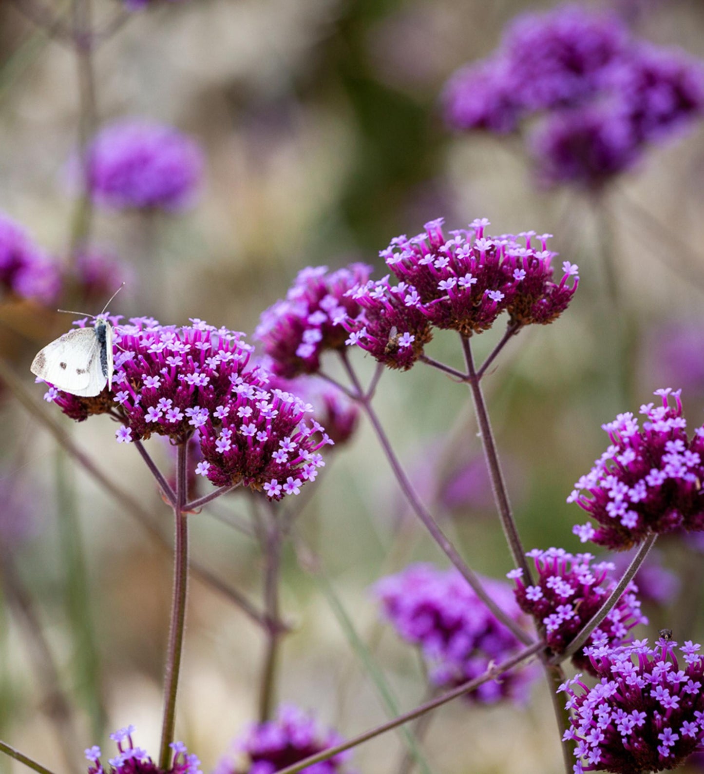 G1136 Verbena Bonariensis 19 0c8c4f57 2504 4fd2 946f B6919a048f1d from www redcrocus com