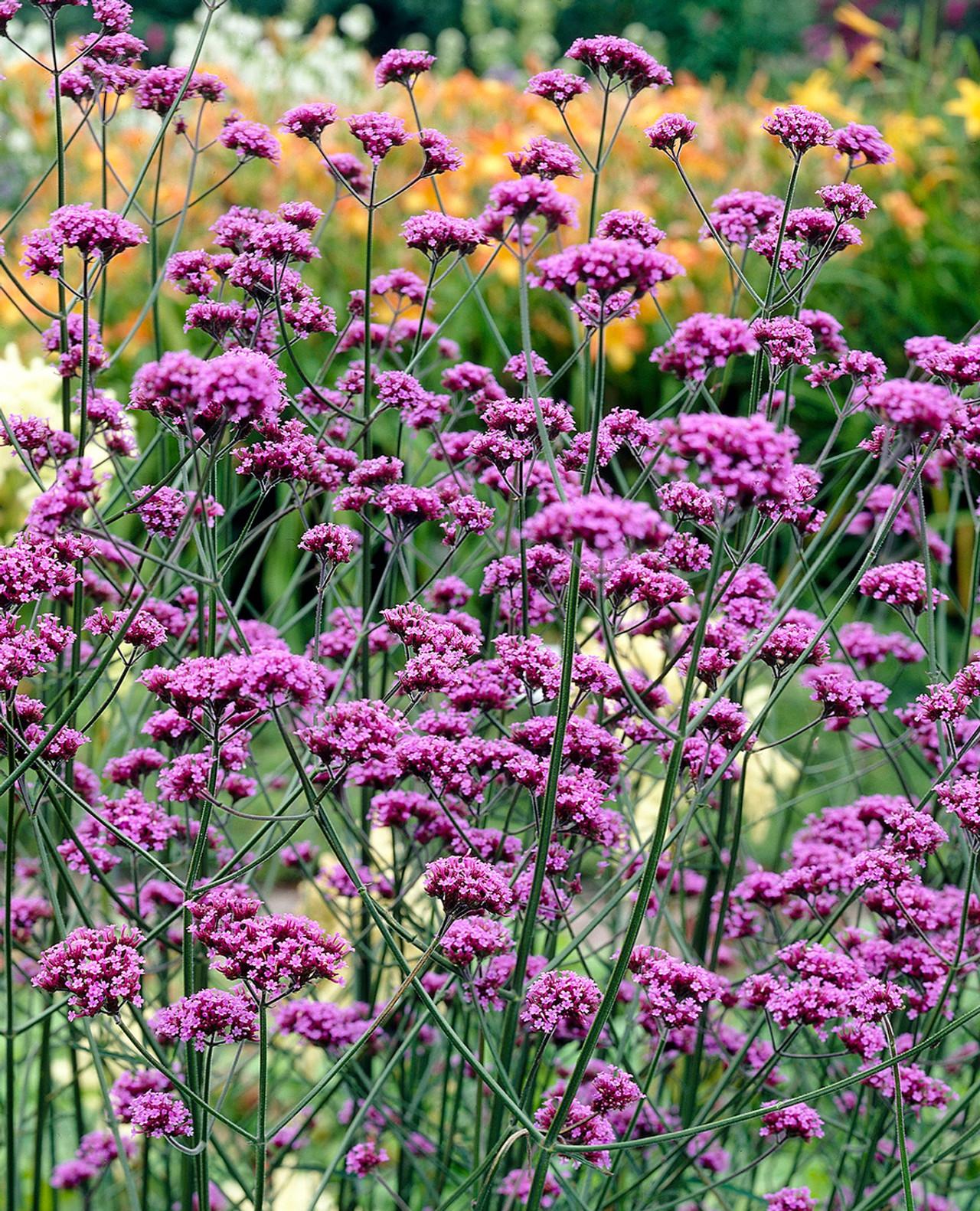 G1136 Verbena Bonariensis 1 1724a9c2 B9b0 4023 A5fb E45b50f3082f from www redcrocus com