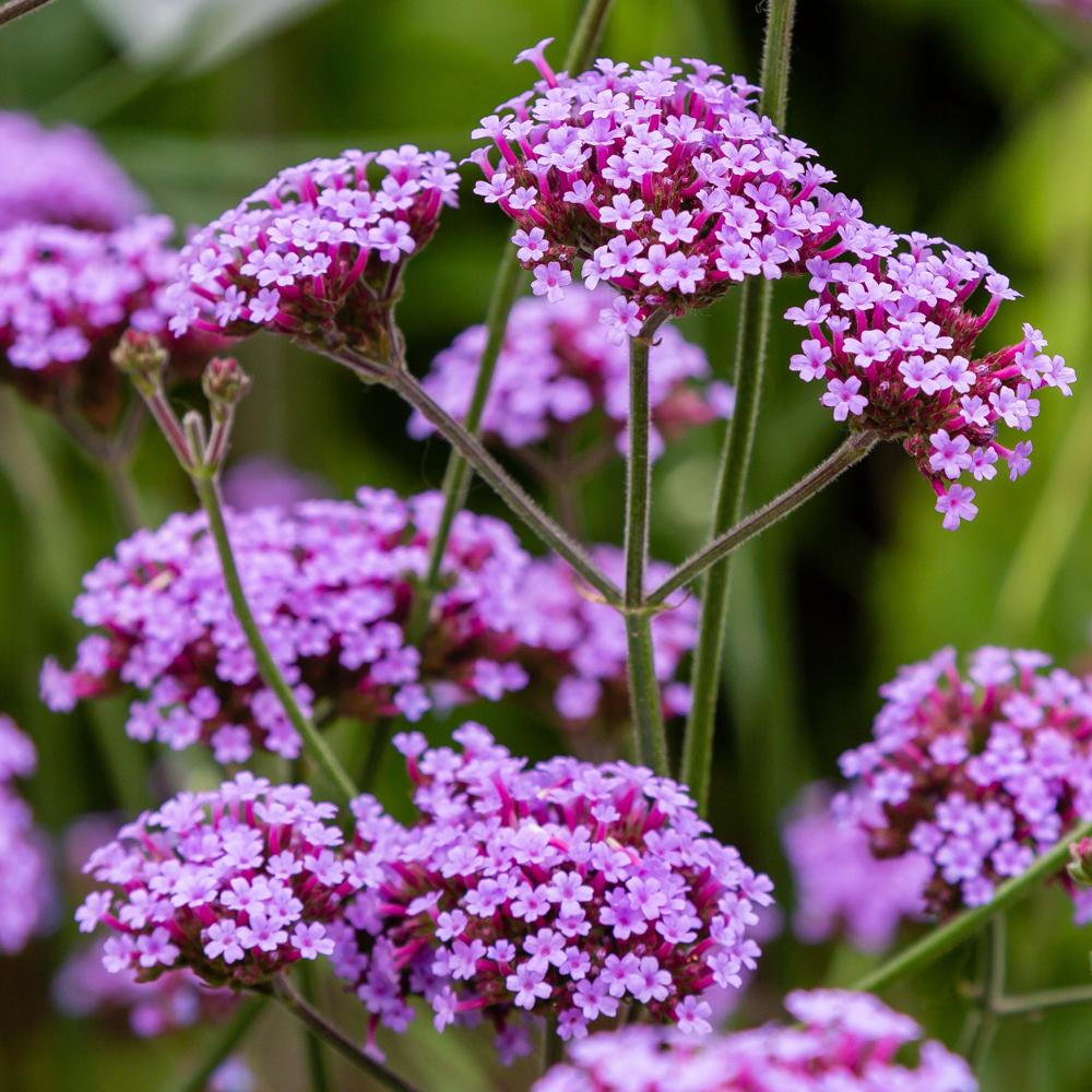 G1136 Verbena Bonariensis 2 364736f1 Bb0e 4828 B538 383413bd6864 from www redcrocus com
