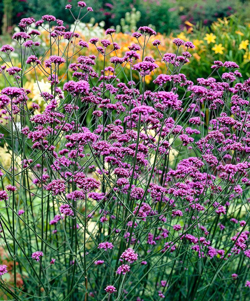 G1136 Verbena Bonariensis 3 1b3884e9 A4f6 4aad Ab3b 1d4e9132d91c from www redcrocus com