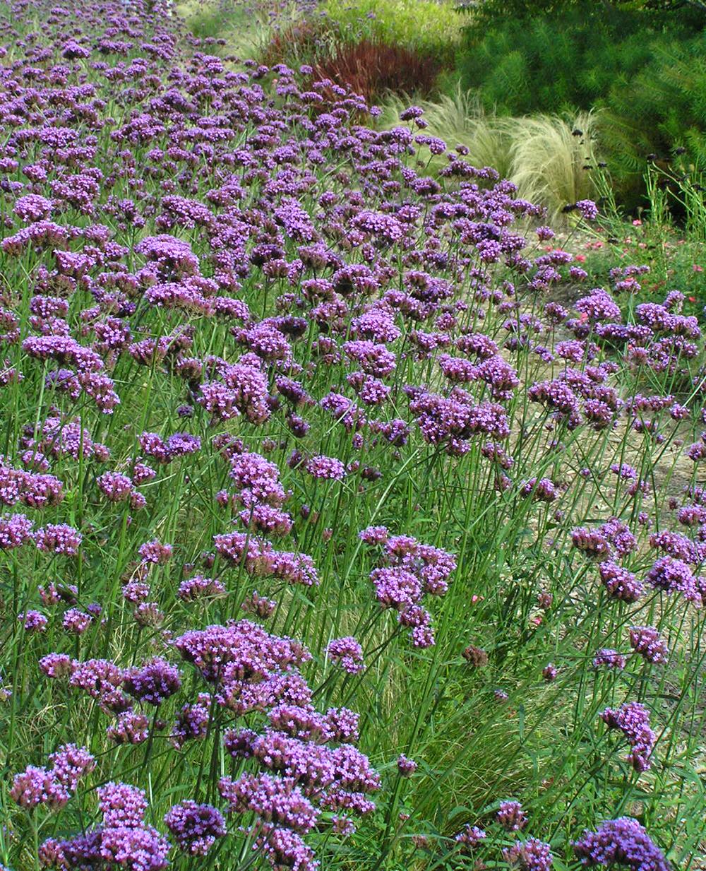 G1136 Verbena Bonariensis 4 247d39c2 Aa9a 42b9 87e5 A4df9e3e36b4 from www redcrocus com