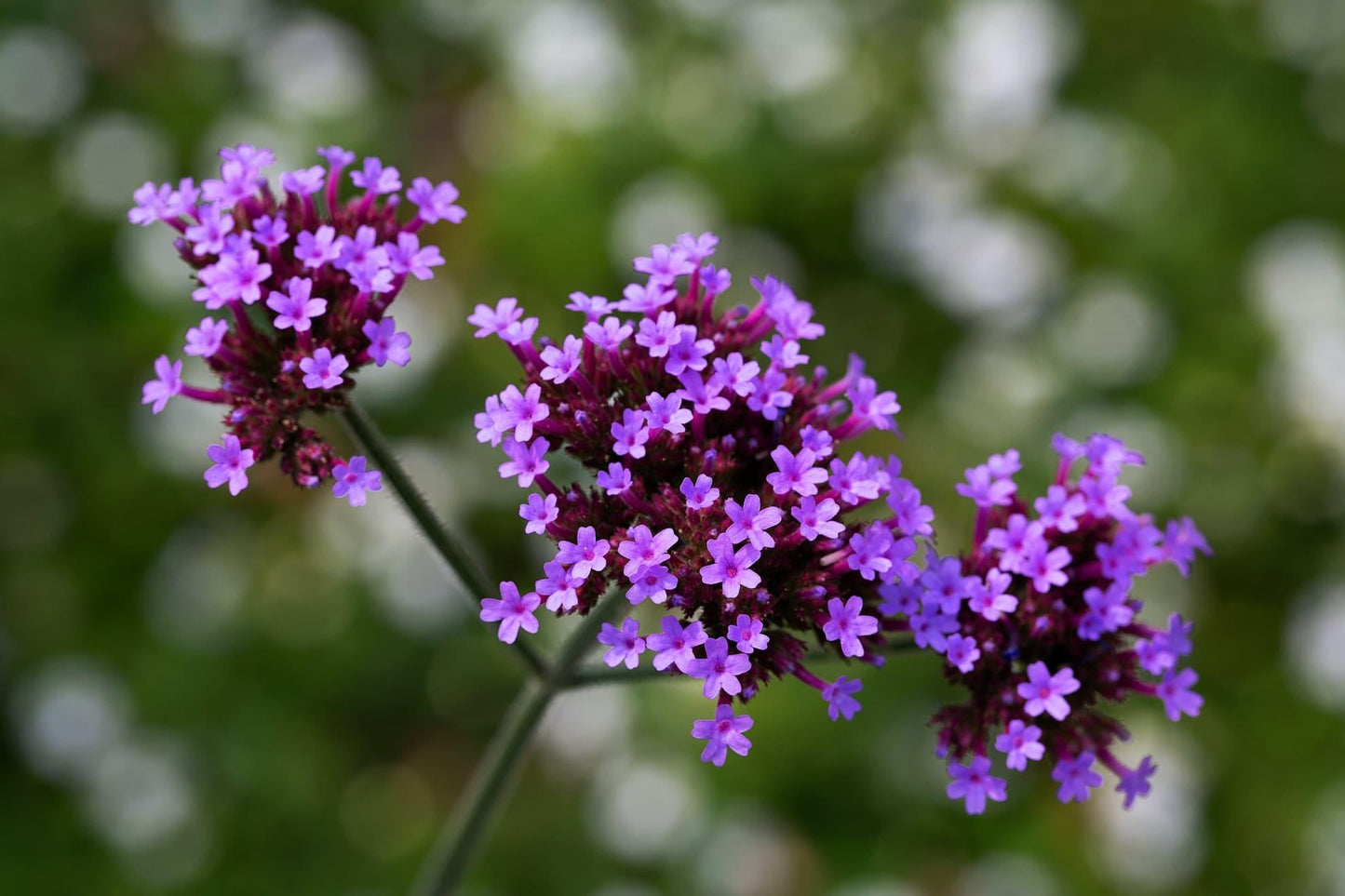 G1136 Verbena Bonariensis 5 6aa5553b 9d04 4007 8ff7 7527d5712960 from www redcrocus com