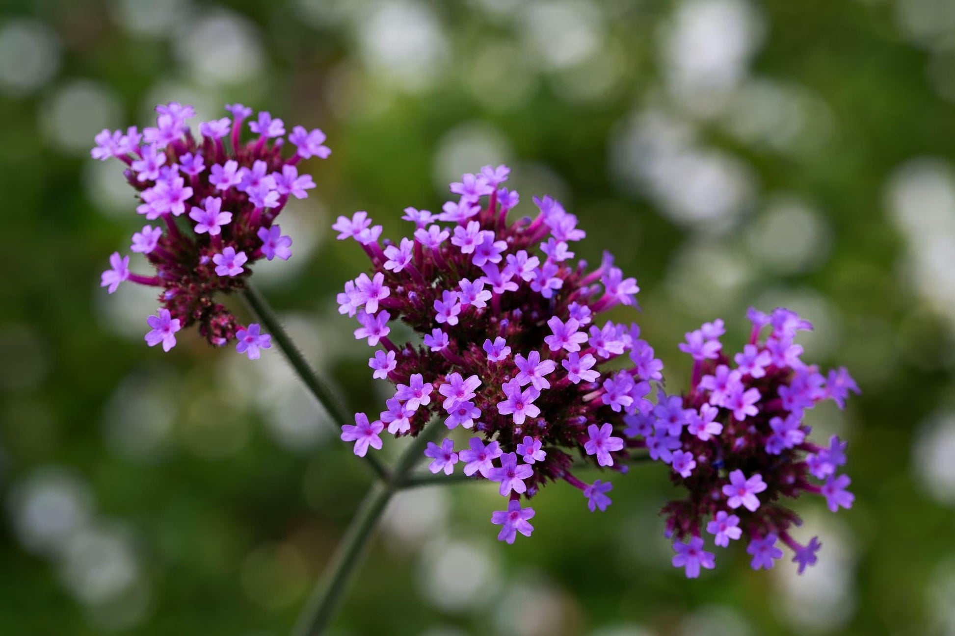 G1136 Verbena Bonariensis 5 6aa5553b 9d04 4007 8ff7 7527d5712960 from www redcrocus com