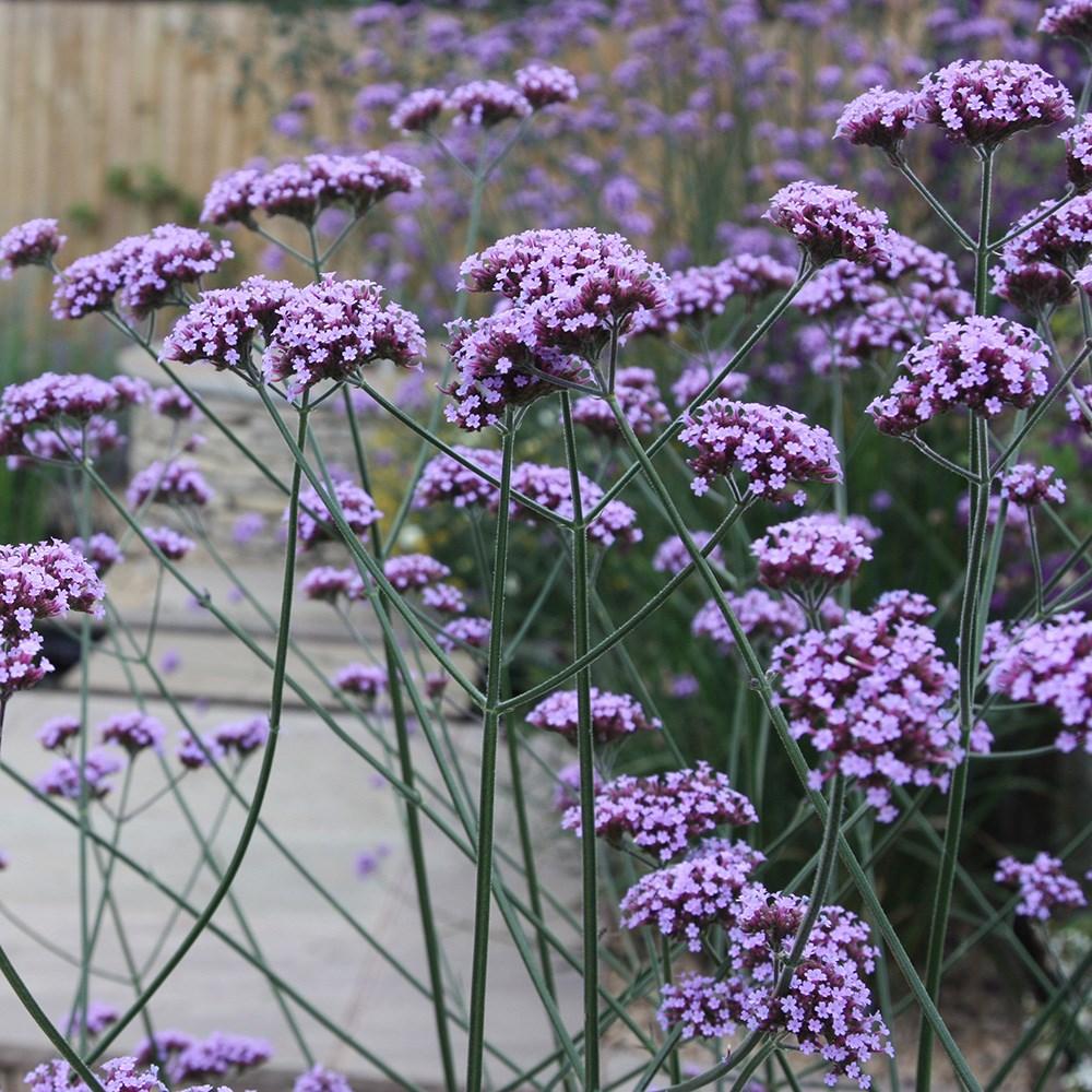 G1136 Verbena Bonariensis 6 Ace27114 4db1 4c6f B256 1dbb0481f28a from www redcrocus com
