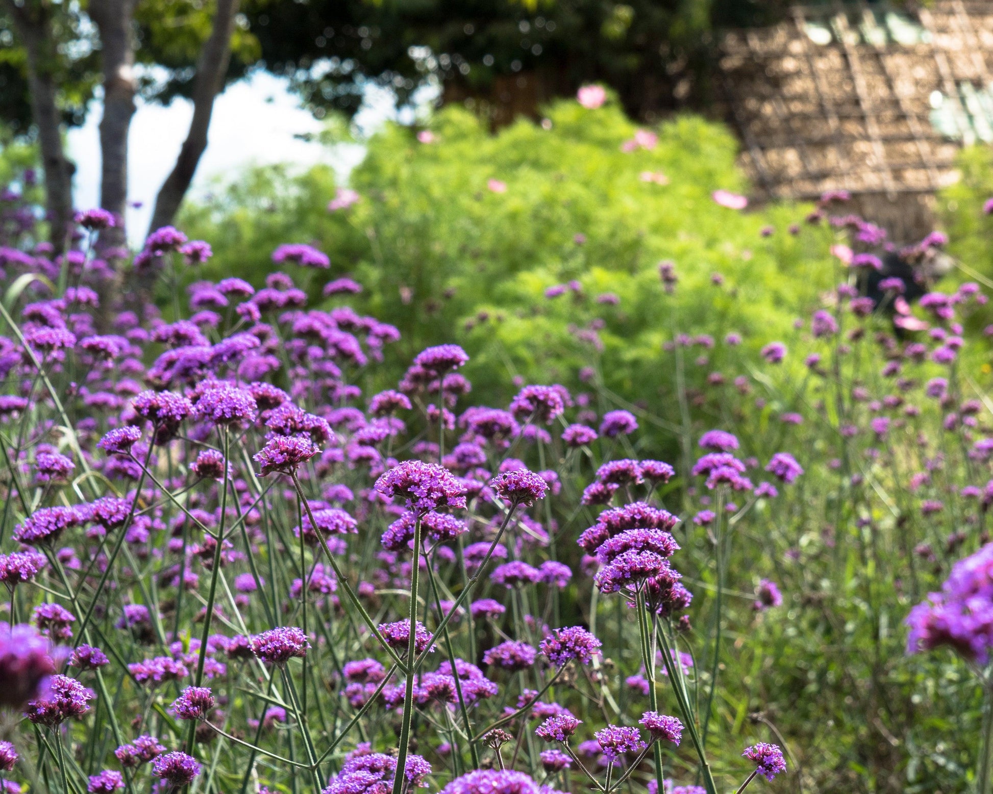 G1136 Verbena Bonariensis 7 4b073981 42dc 404f 9128 C973af3eb043 from www redcrocus com