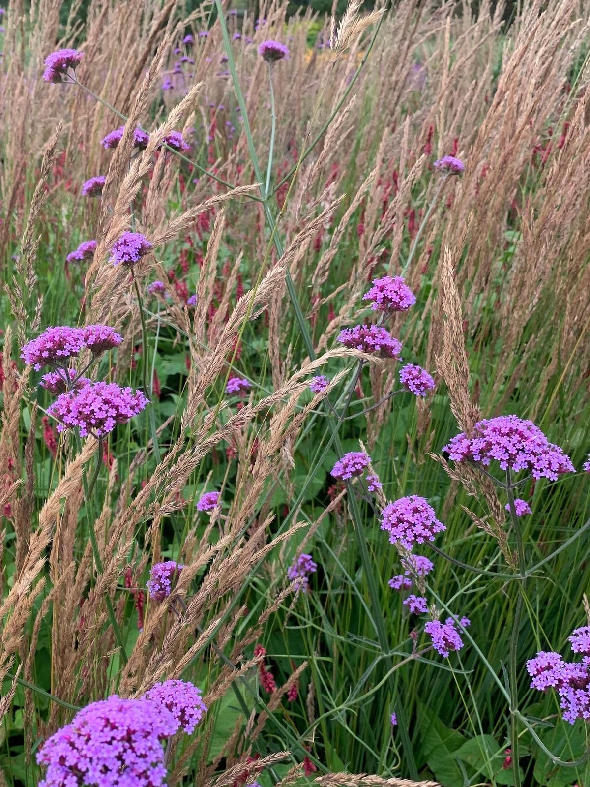 G1136 Verbena Bonariensis 8 E2f80a13 1267 46c9 B6b7 6ae51618e739 from www redcrocus com