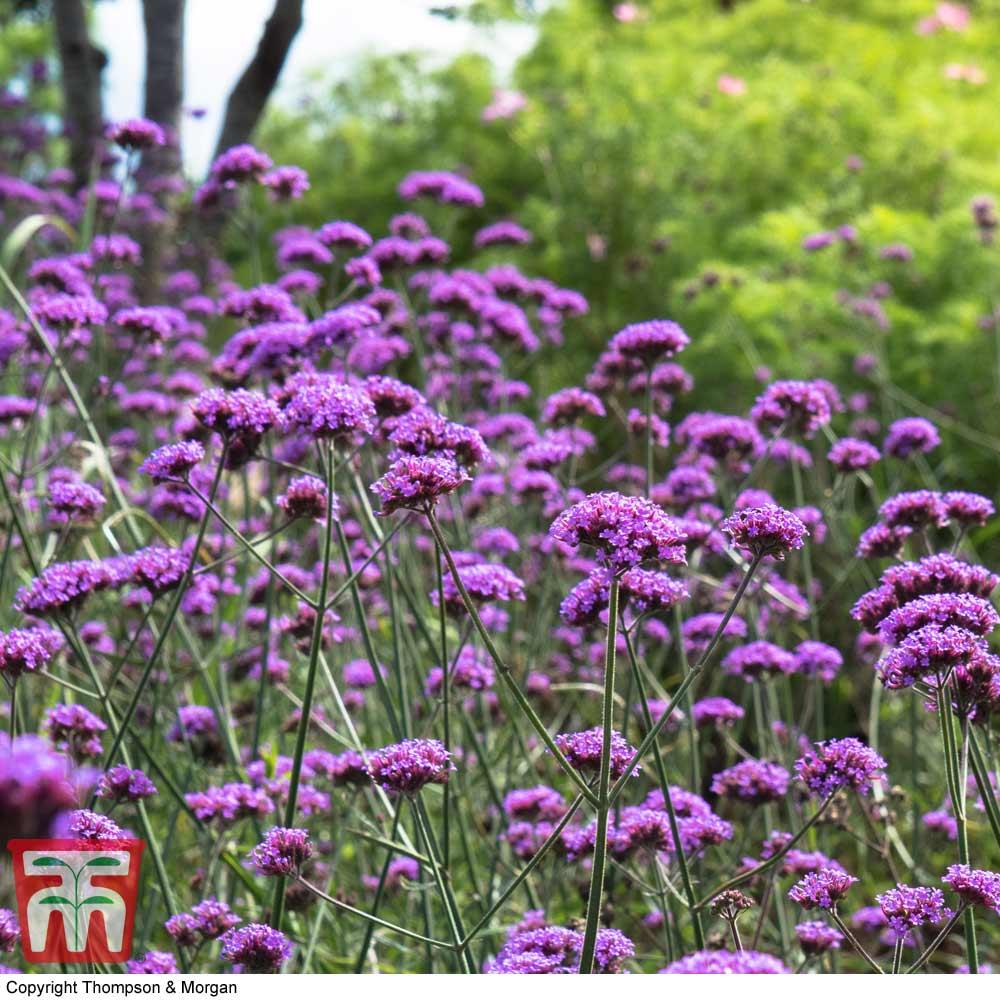 G1136 Verbena Bonariensis 9 Fb738060 8d99 41b0 86cc 7a6566618e81 from www redcrocus com