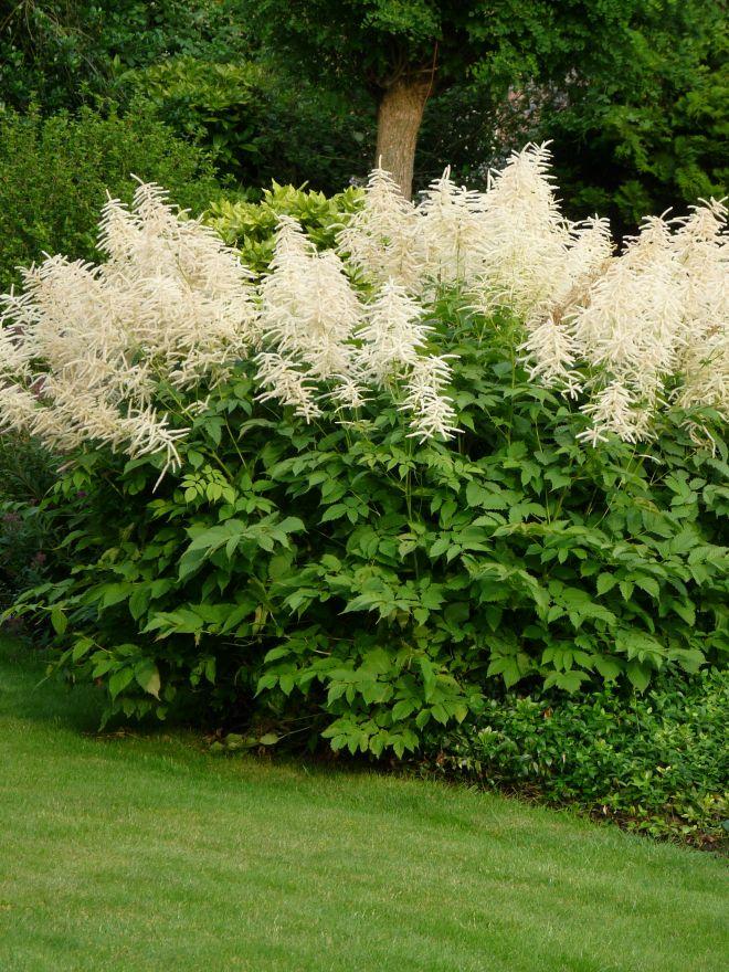 G1153 Aruncus Dioicus - View 10 from www redcrocus com