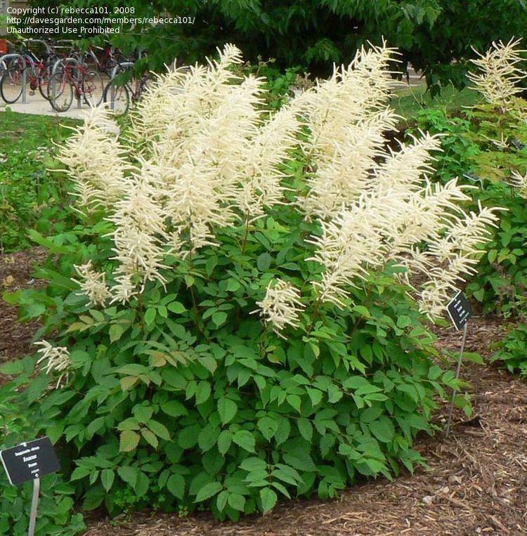 G1153 Aruncus Dioicus - View 11 from www redcrocus com