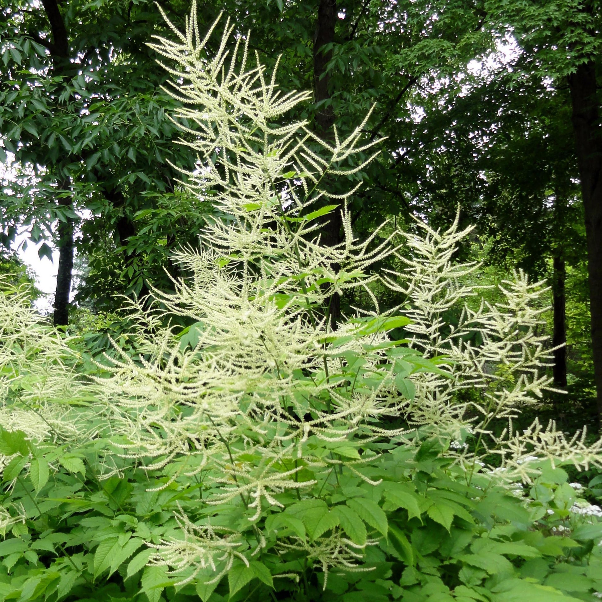 G1153 Aruncus Dioicus 13 169d9600 D82e 4d6c 88fc 72cb33ad971e from www redcrocus com