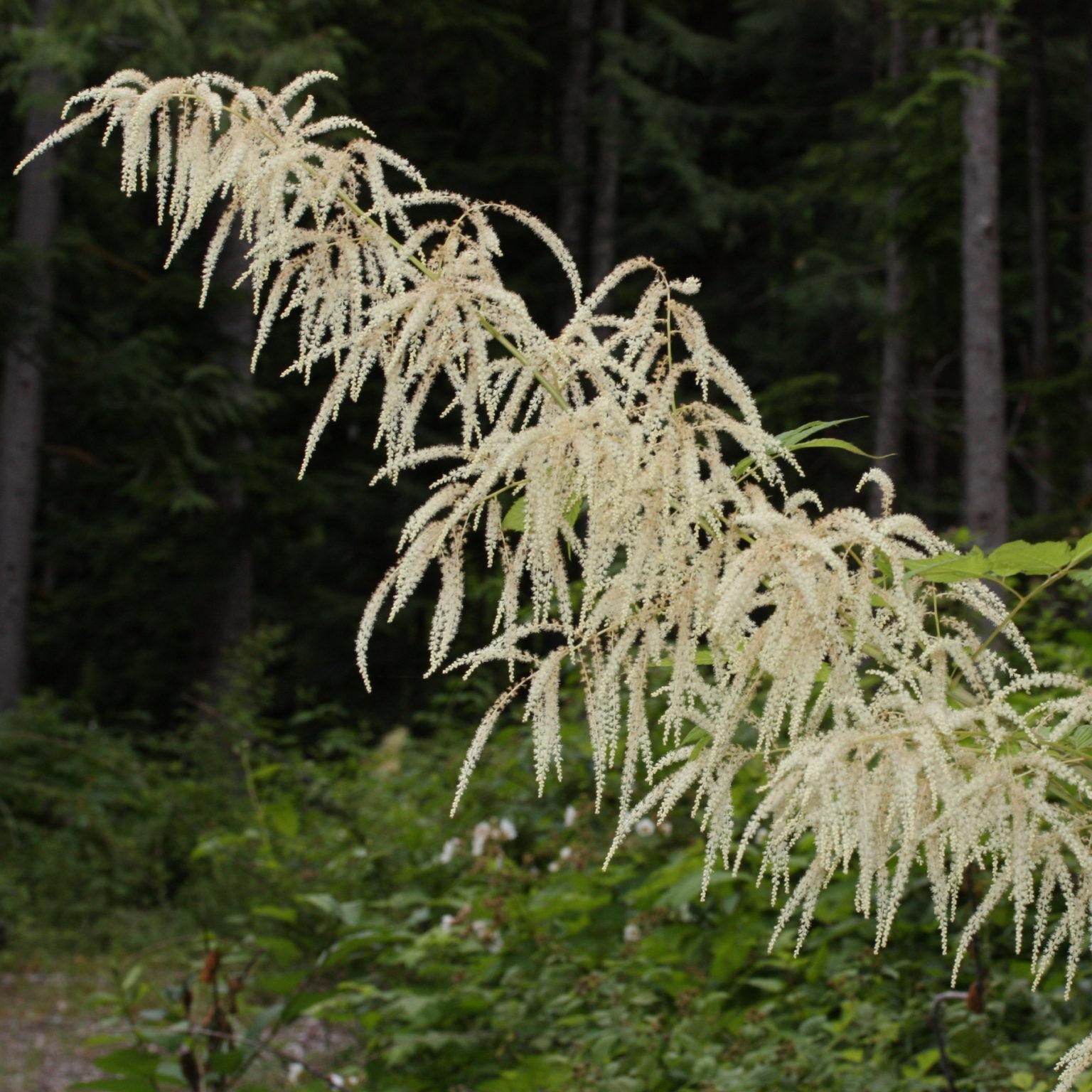 G1153 Aruncus Dioicus 14 F9cb85c4 Dafe 434e A085 42214af616bd from www redcrocus com