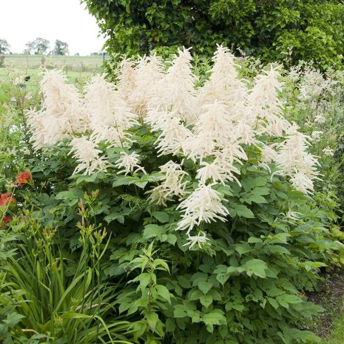 G1153 Aruncus Dioicus 15 0856ad62 Cda5 4aa7 9293 B5c4f58caea1 from www redcrocus com