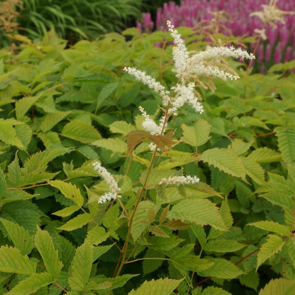 G1153 Aruncus Dioicus 17 4ef04a7f 5234 40ed Bd26 Ad6d1df08b81 from www redcrocus com
