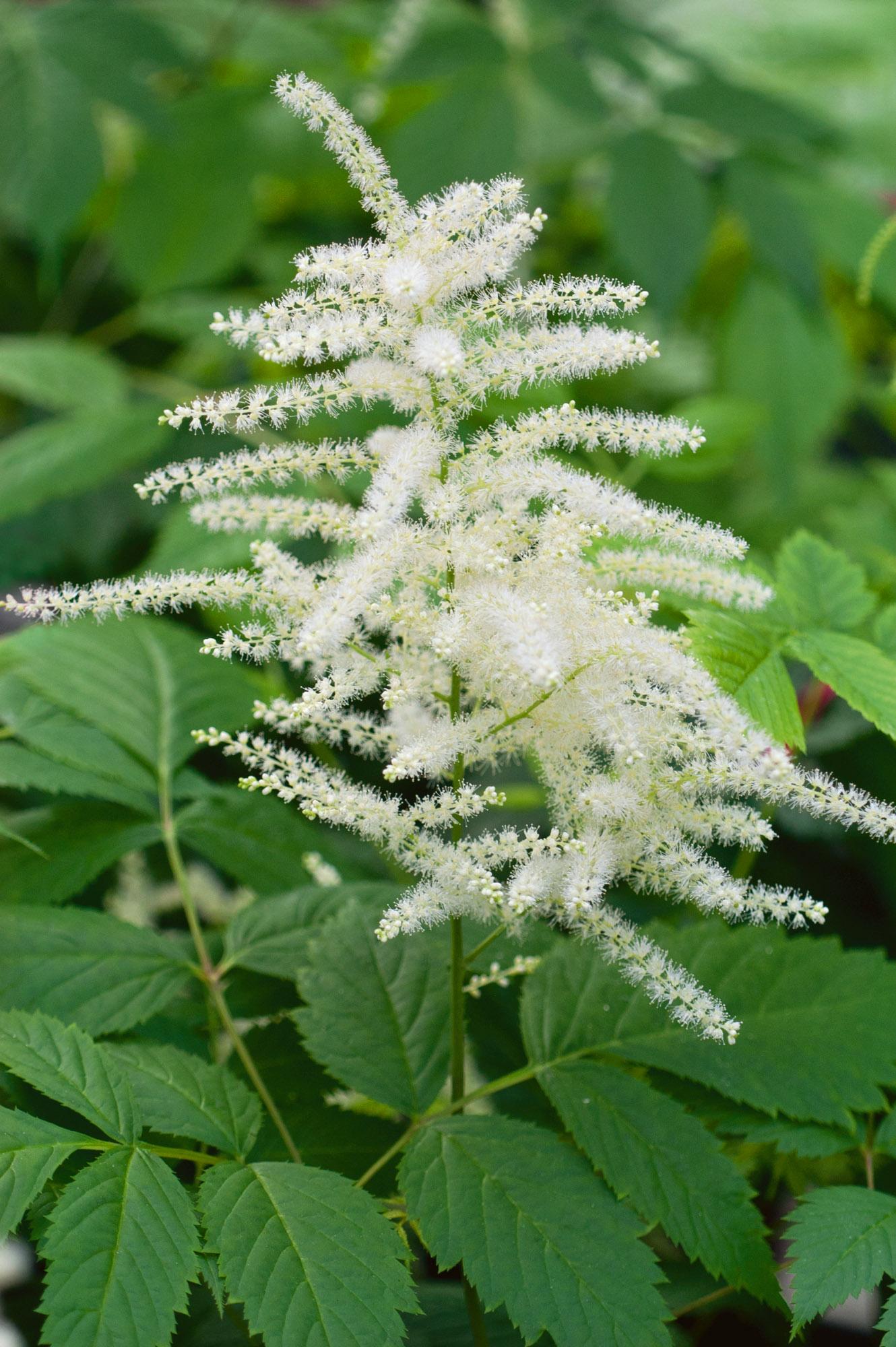 G1153 Aruncus Dioicus 18 37fe49ad 5a69 42de Be16 103cc0430b9a from www redcrocus com