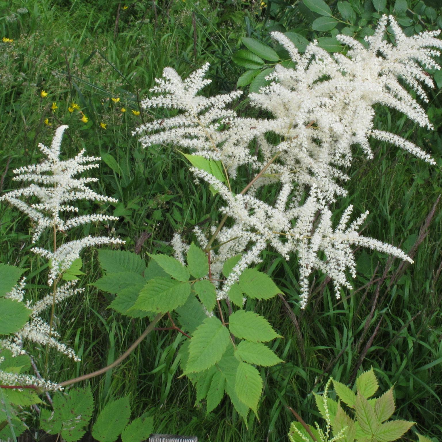 G1153 Aruncus Dioicus 1 B7ff068c 7069 41be 8dd0 6c1bf2f29805 from www redcrocus com