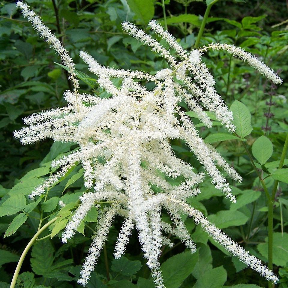 G1153 Aruncus Dioicus 2 52b0018c 0a64 400f Bfae 134e9b042d12 from www redcrocus com