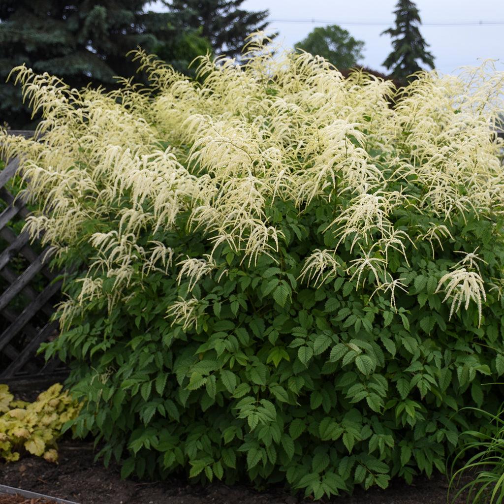 G1153 Aruncus Dioicus 4 0021afcc 7393 418e B80e 651113a324b5 from www redcrocus com