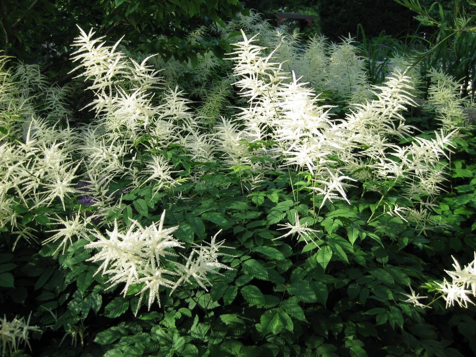 G1153 Aruncus Dioicus 5 C87aea3b Aa29 4c10 B52d 33526afd2f1b from www redcrocus com