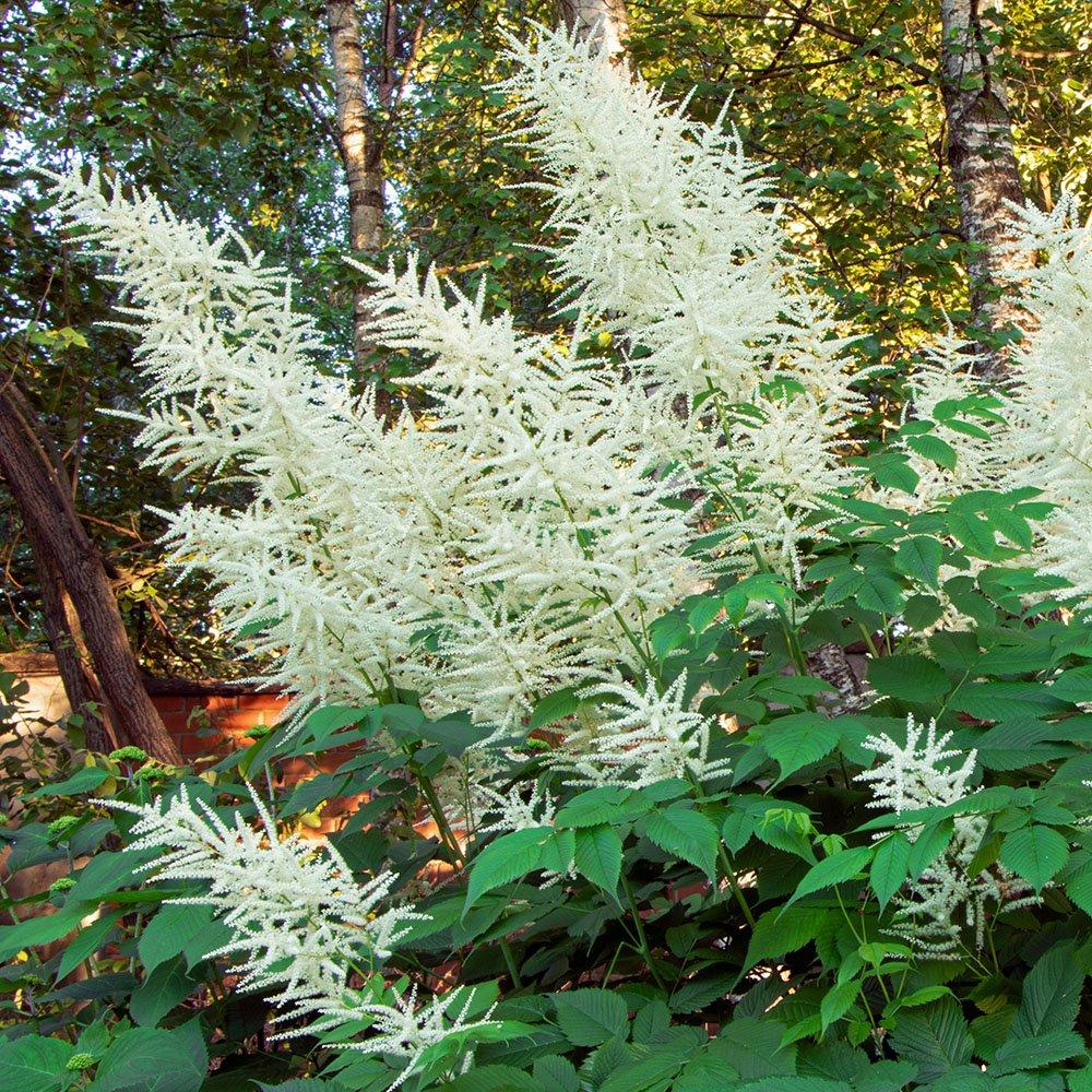 G1153 Aruncus Dioicus 6 418826e0 1a58 41eb 8276 502409422526 from www redcrocus com