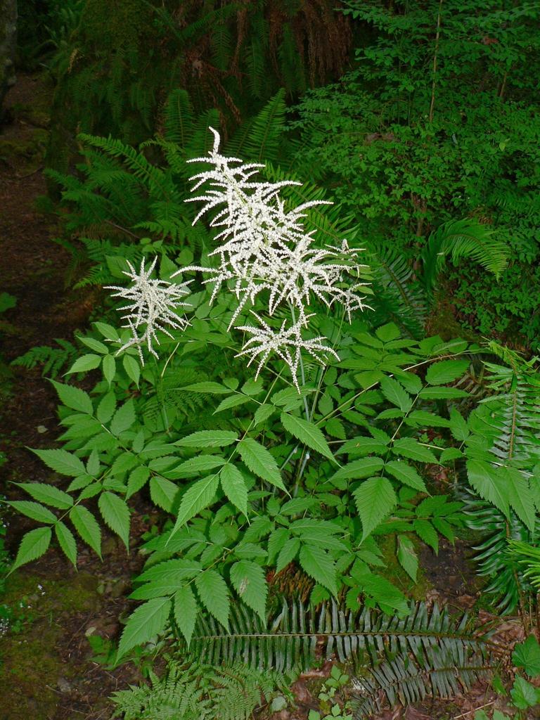 G1153 Aruncus Dioicus - View 7 from www redcrocus com