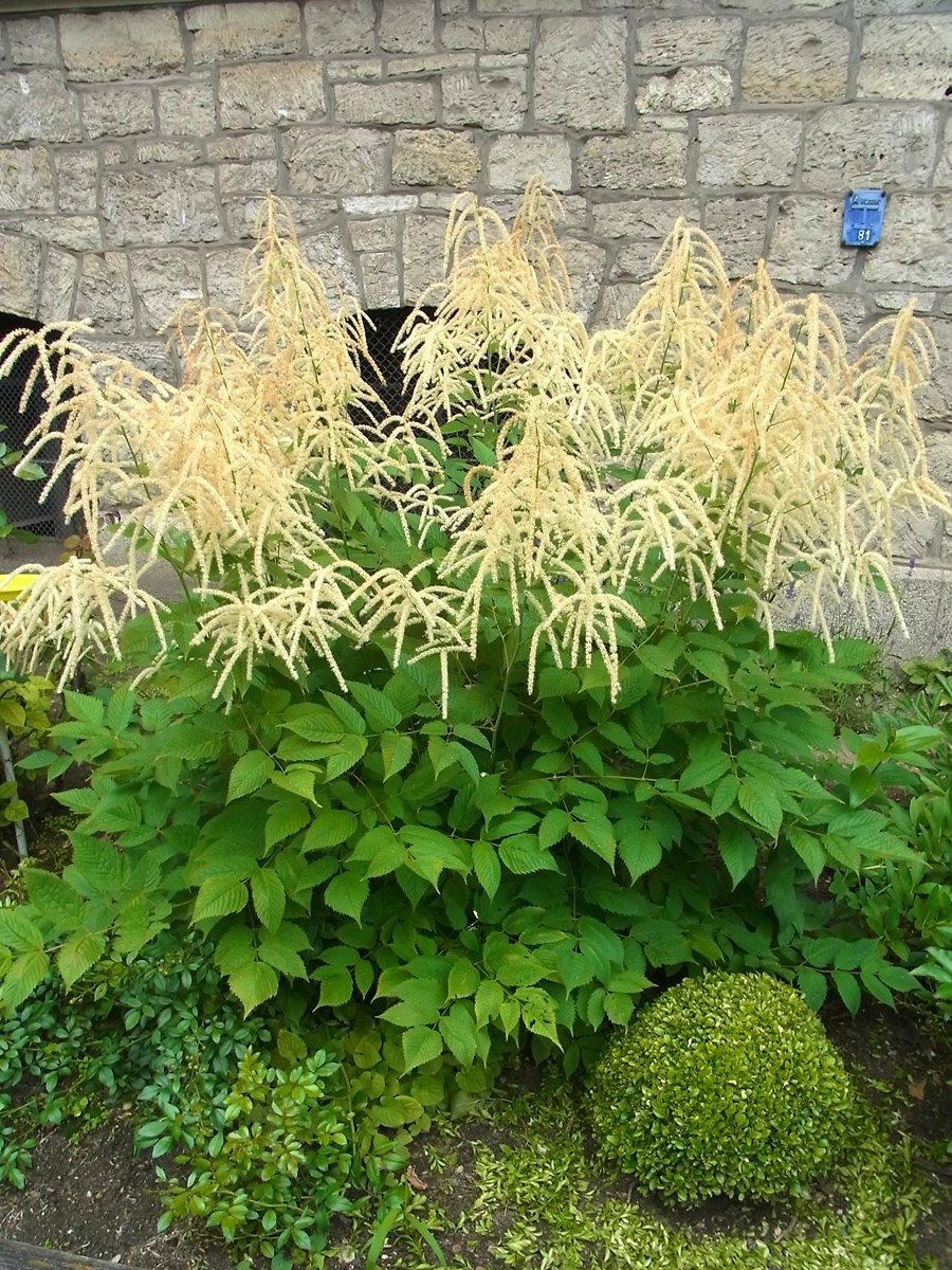 G1153 Aruncus Dioicus - View 9 from www redcrocus com