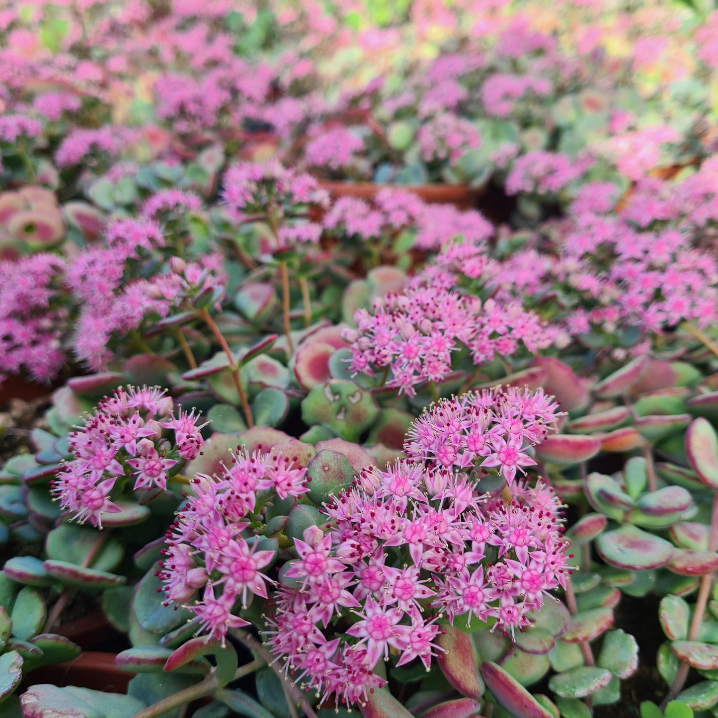 G1163 Sedum Sieboldii 17 Bcc74ed7 4c16 4aed Ac4f 17e3f11c156c from www redcrocus com