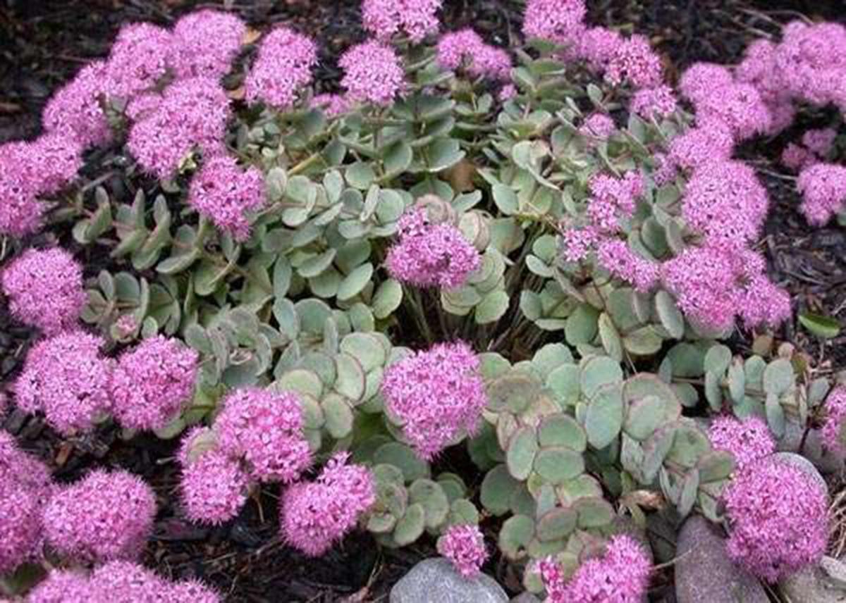 G1163 Sedum Sieboldii - View 4 from www redcrocus com