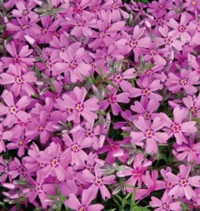 G1177 Phlox Subulata Drummond S Pink 13 7cbd2be6 B306 4017 A47d Bdc15915ab6c from www redcrocus com