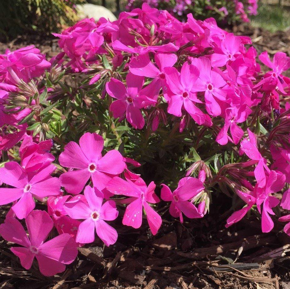 G1177 Phlox Subulata Drummond S Pink - View 14 from www redcrocus com