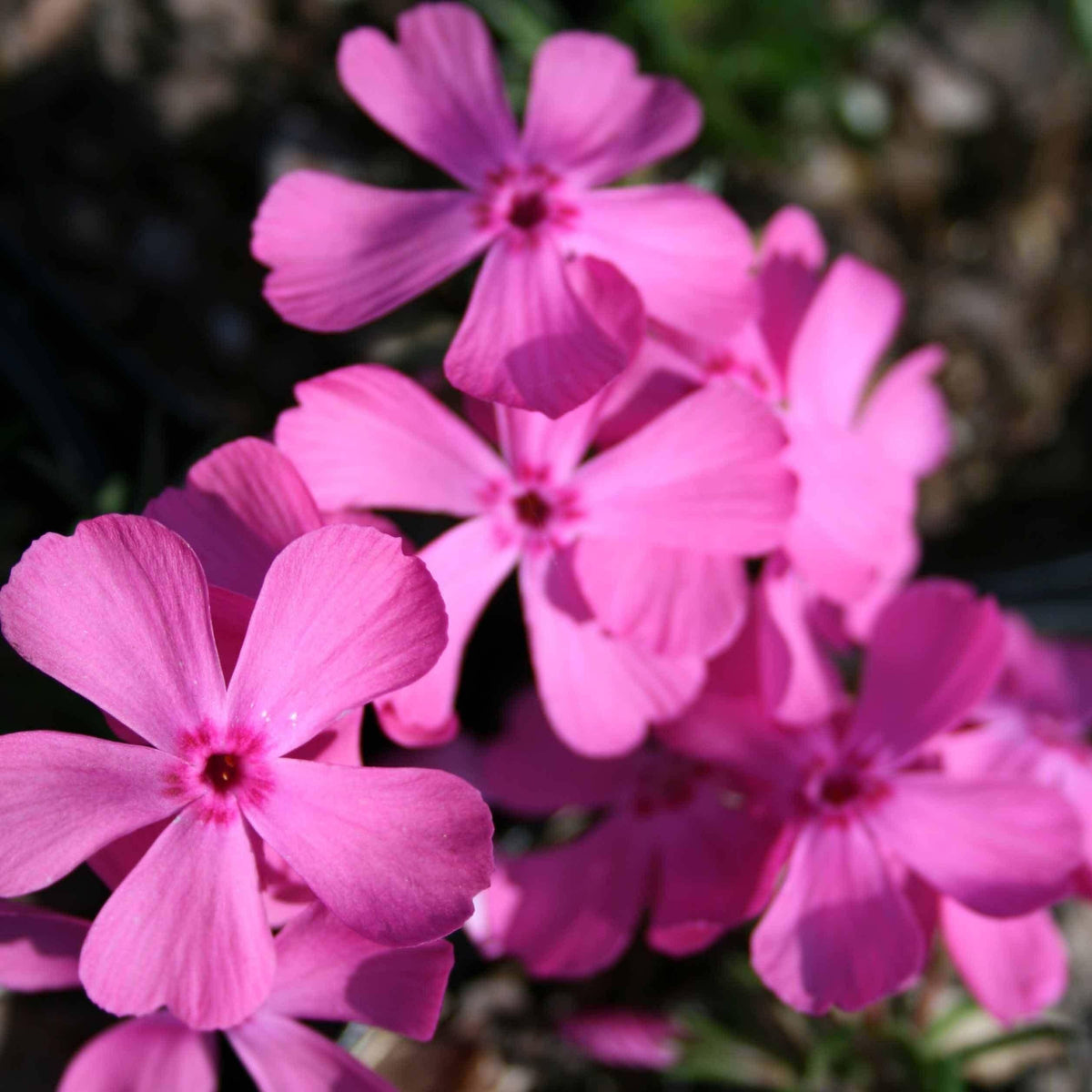 G1177 Phlox Subulata Drummond S Pink 16 83062c5b 6a8f 49d2 99f8 578170c36717 from www redcrocus com