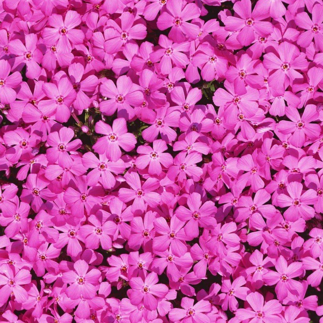 G1177 Phlox Subulata Drummond S Pink 18 1c42aa42 C914 4742 Bc56 Cc56f283d4e5 from www redcrocus com