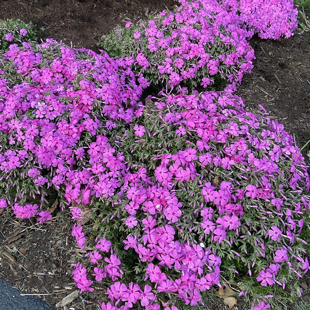 G1177 Phlox Subulata Drummond S Pink 1 Acbf38b0 Faaa 44ae Afdc 59336cc15c60 from www redcrocus com