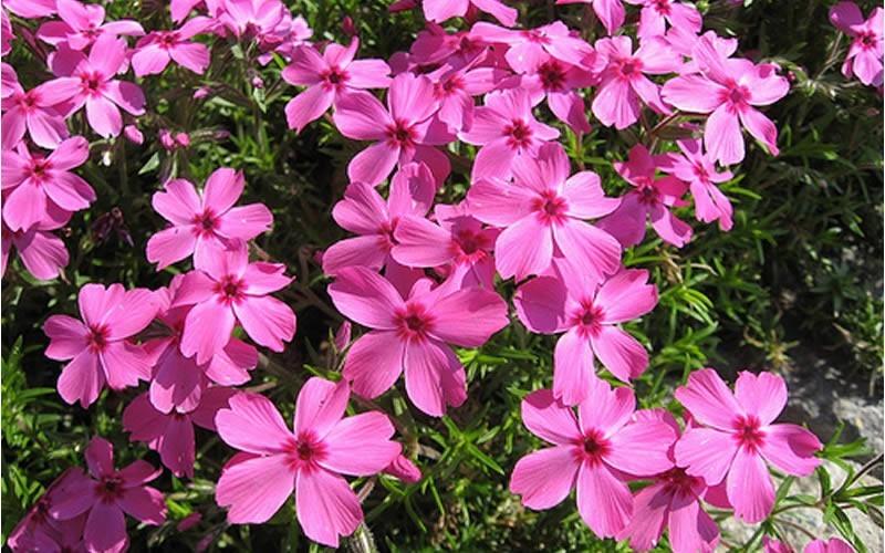 G1177 Phlox Subulata Drummond S Pink 2 7d04a360 4b54 438a A1d8 C9d75c093a03 from www redcrocus com