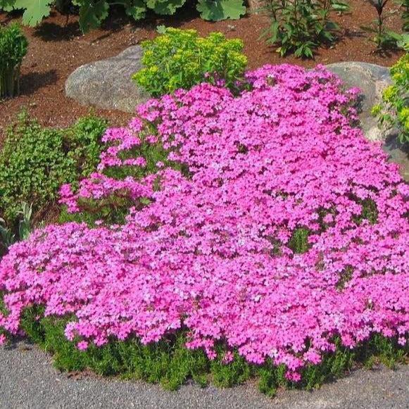 G1177 Phlox Subulata Drummond S Pink 3 D43c8f1a Ca4f 4ae3 9b70 9ed0597302bb from www redcrocus com