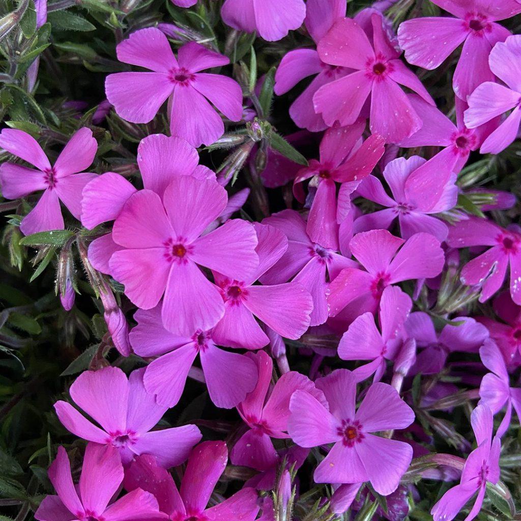 G1177 Phlox Subulata Drummond S Pink 4 4ae926e8 3cf4 4dcb 8843 B2a65269768e from www redcrocus com