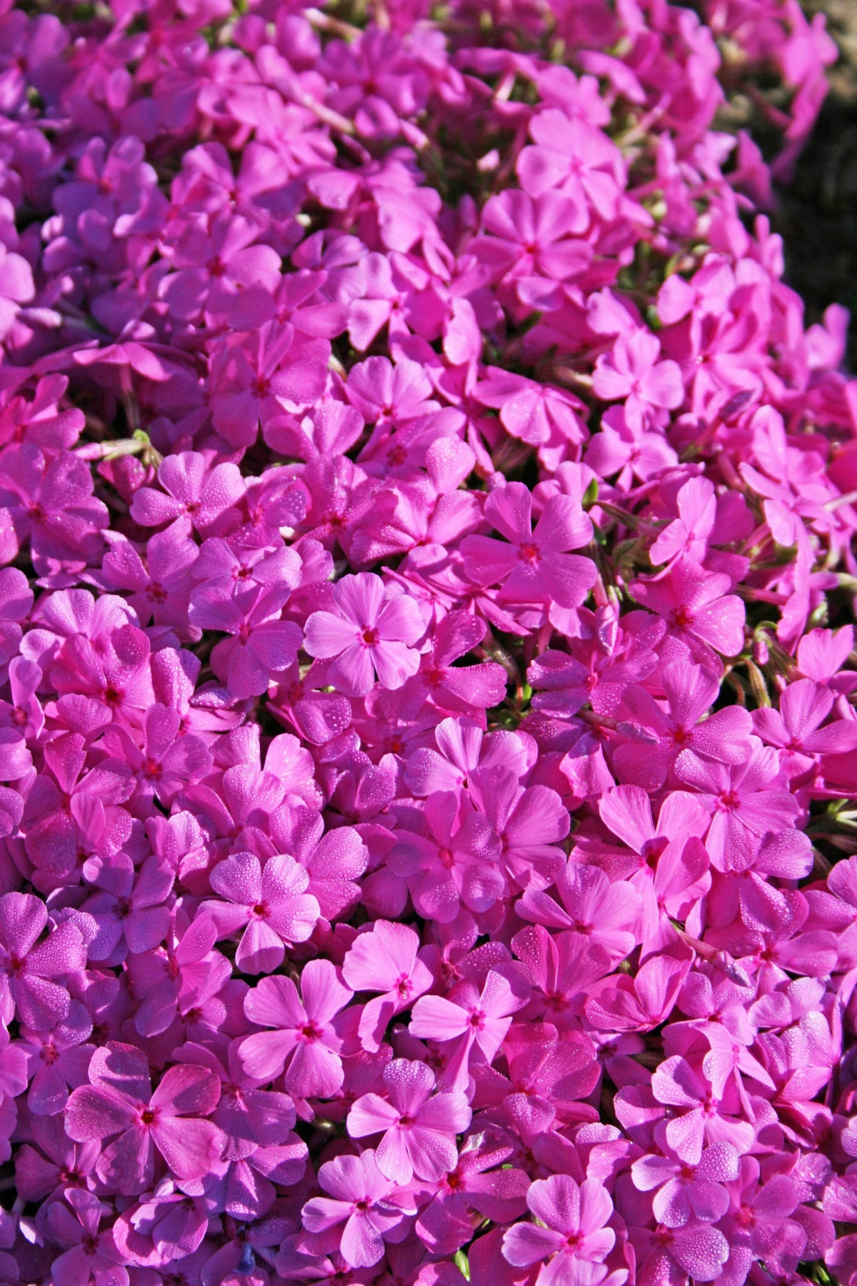 G1177 Phlox Subulata Drummond S Pink 6 74d0e91f 21f2 47f1 Bc5c E5674bac06f0 from www redcrocus com