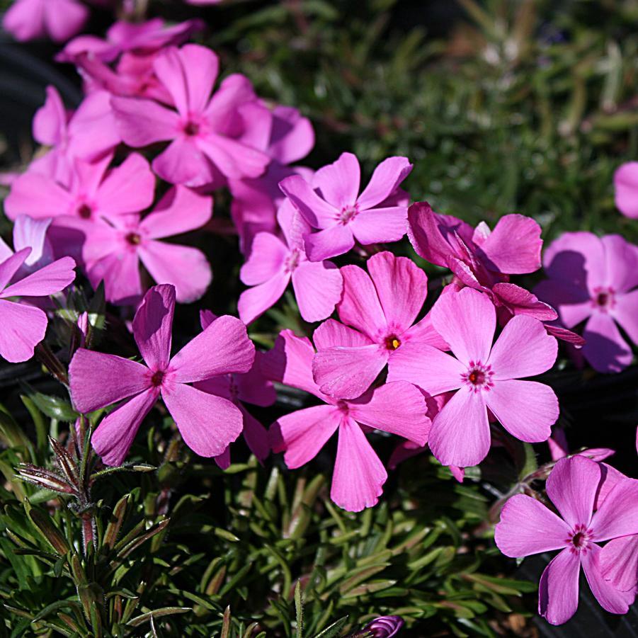 G1177 Phlox Subulata Drummond S Pink 7 Aadab3c2 3514 4276 A18f 6cc6b79ac9b7 from www redcrocus com