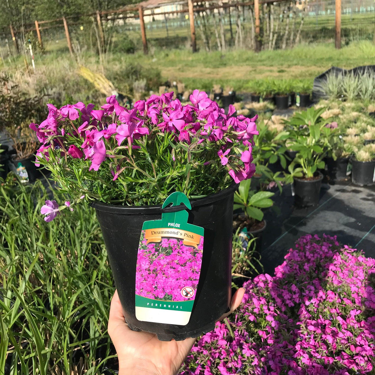 G1177 Phlox Subulata Drummond S Pink 9 54aa95b8 0701 4e23 B815 04be520c04cc from www redcrocus com