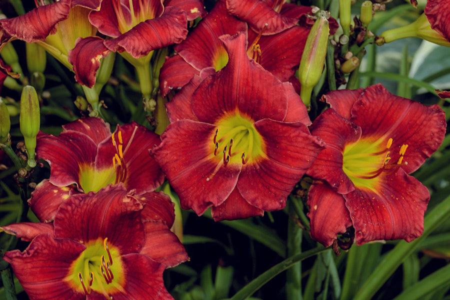 G118 Hemerocallis X 'pardon Me' - View 21 from www redcrocus com