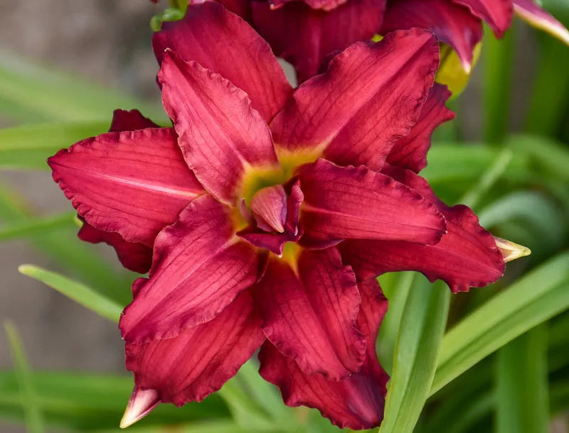 G118 Hemerocallis X 27pardon Me 27 31 507e3e80 0cdd 4b84 934c 6c813e75ab09 from www redcrocus com
