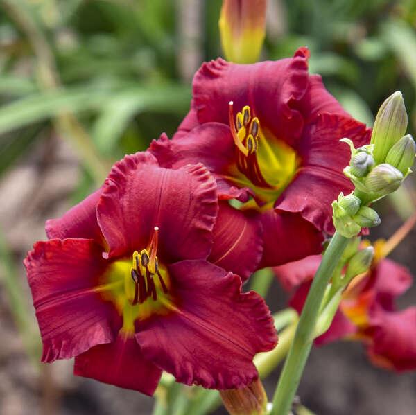 G118 Hemerocallis X 27pardon Me 27 32 Ab04e631 F966 4973 9dd9 2bbf65af2b57 from www redcrocus com