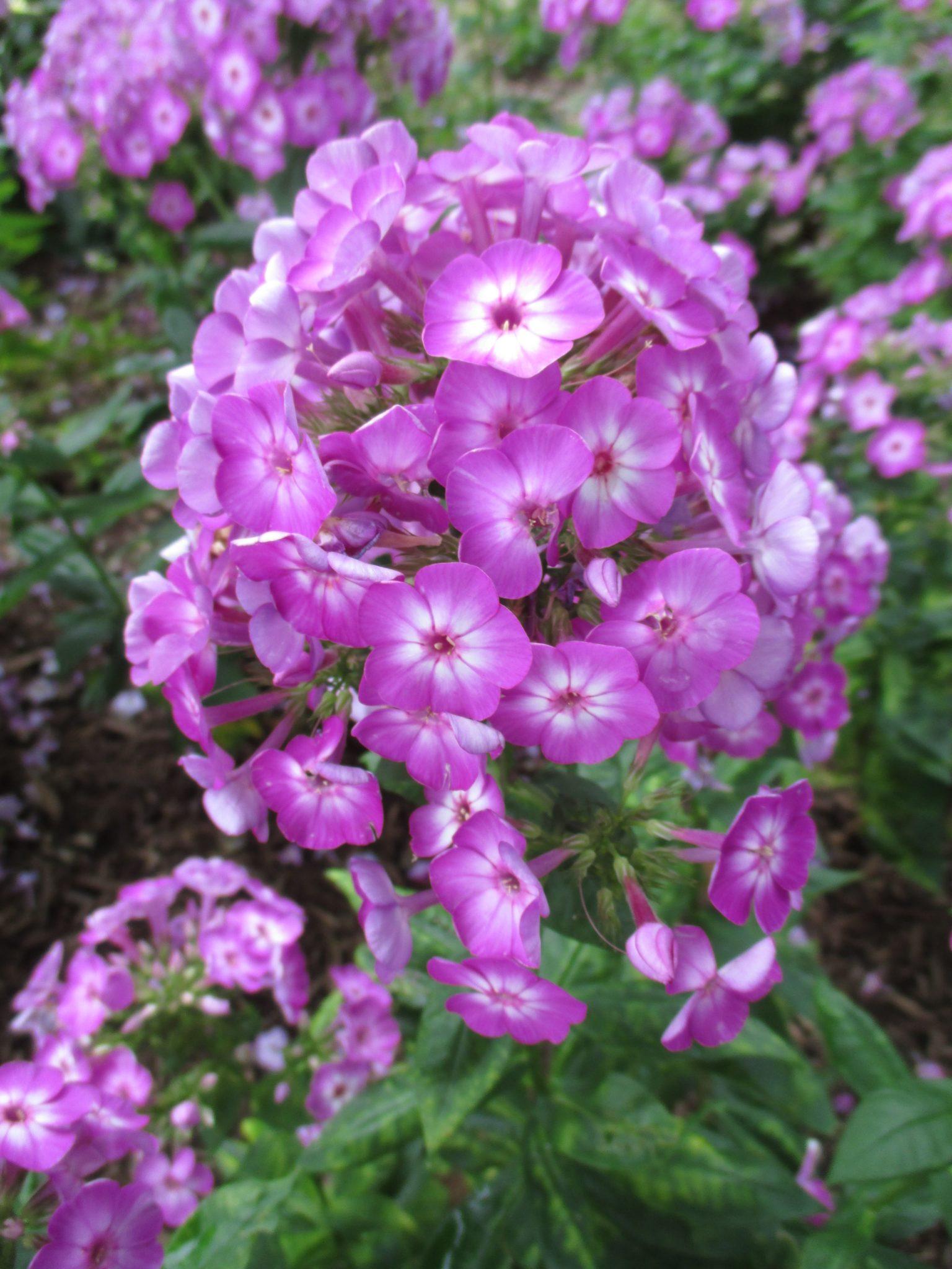 G1195 Phlox Paniculata Flame Purple 11 874469b3 B436 4c8a A7dd C3c1ccc7657f from www redcrocus com