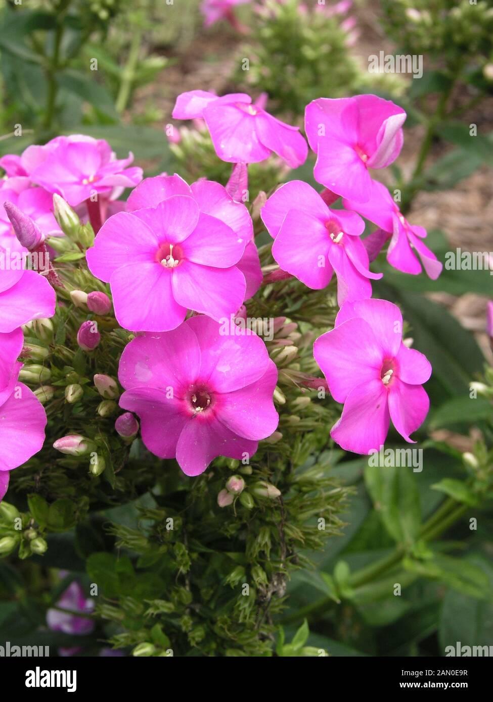 G1195 Phlox Paniculata Flame Purple 12 7140b269 487f 44b0 Ad25 A2702aa9ece4 from www redcrocus com