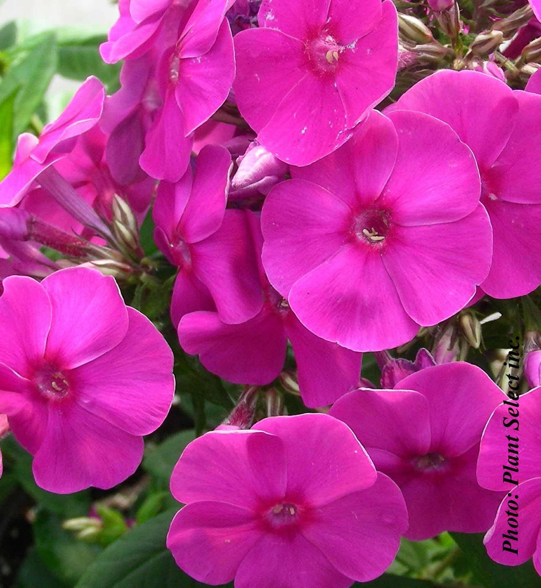 G1195 Phlox Paniculata Flame Purple 13 79fee854 8332 4972 Af89 Ceaa91658238 from www redcrocus com