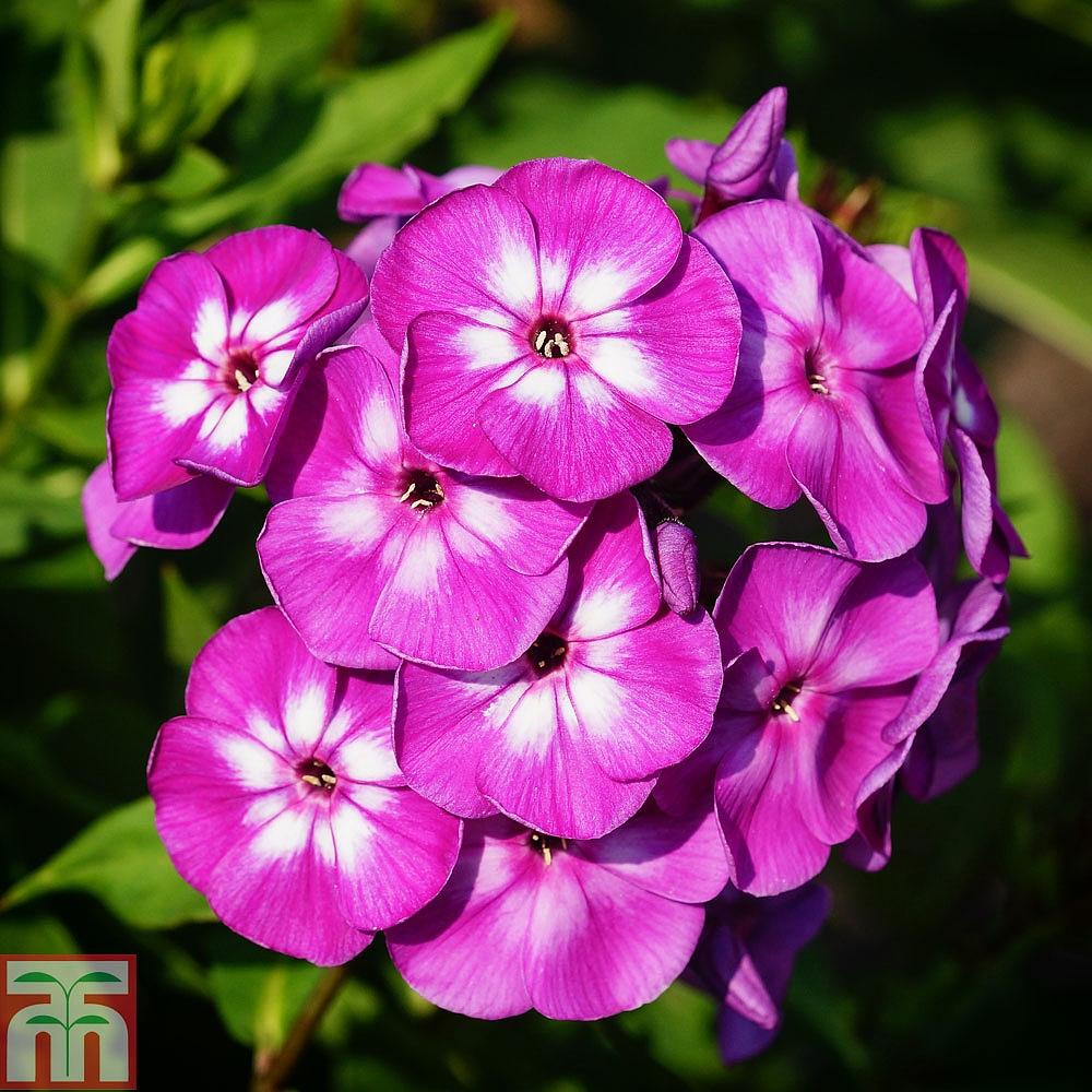 G1195 Phlox Paniculata Flame Purple 14 08e29cd3 8b25 4c7f 873c Fc32b7cec32c from www redcrocus com