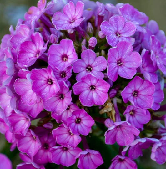 G1195 Phlox Paniculata Flame Purple 15 8fa266aa B3e5 4df0 A7d8 F24034bcda98 from www redcrocus com
